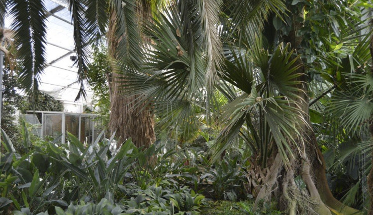 Olomoucké výstaviště chystá večerní prohlídky palmového skleníku