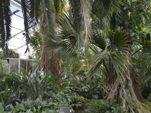 Olomoucké výstaviště chystá večerní prohlídky palmového skleníku