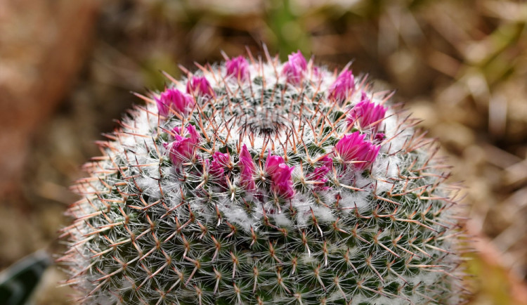 Skleník v olomouckém parku hýří barvami rozkvetlých kaktusů