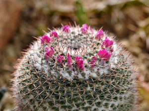 Skleník v olomouckém parku hýří barvami rozkvetlých kaktusů