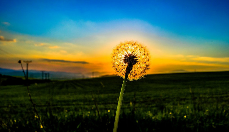 dandelion-3394680_1280