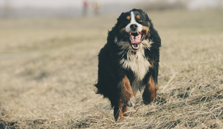 Muž špatně zajistil svého psa, ten se vrhl na ženu a pokousal ji v obličeji. Neútočil poprvé