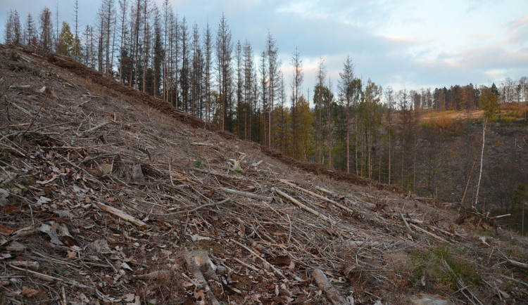 Majitelé lesů dostali kvůli liknavému postupu při likvidaci kůrovcové kalamity pokuty