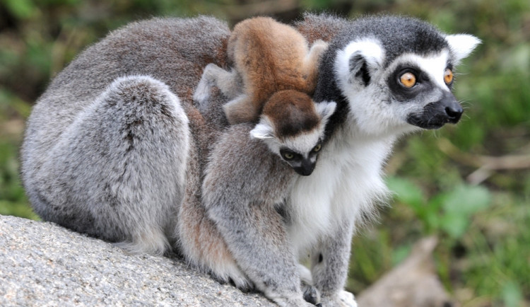 Olomoucká zoo pro své návštěvníky chystá pokračování soutěžní hry