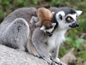 Olomoucká zoo pro své návštěvníky chystá pokračování soutěžní hry