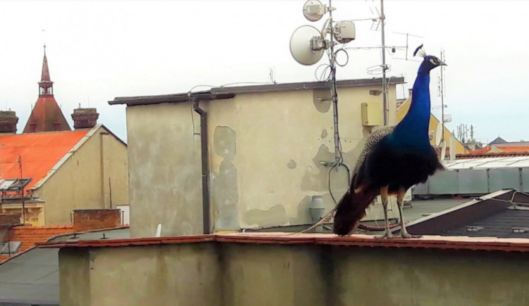 VIDEO: Na střechách domů v Olomouci se pohybuje páv. Strážníky kvůli němu volat nemusíte