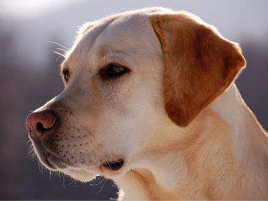 BLESKOVÁ SOUTĚŽ: Vyhrajte lístky na velkou psí výstavu v Náměsti na Hané