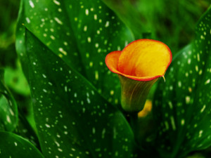 POČASÍ NA PÁTEK: Pátek bude ve znamení oblačné oblohy