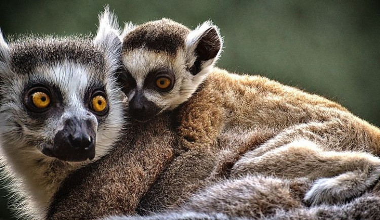 Lemurům se v olomoucké zoologické zahradě daří. Narodilo se tam již 32 mláďat