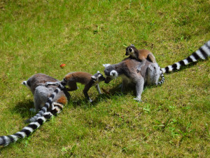 FOTO/VIDEO: Olomoucká zoo dnes poprvé ukázala nové lemuří přírůstky