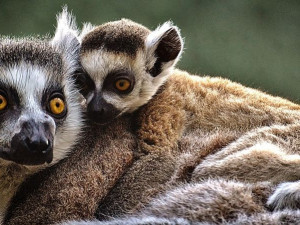 Lemurům se v olomoucké zoologické zahradě daří. Narodilo se tam již 32 mláďat