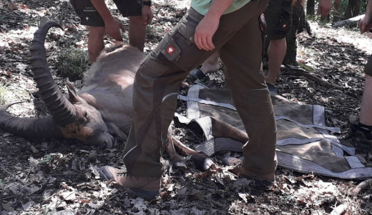 FOTO: Poslední kozorožec, který utekl z olomoucké zoo při vichřici, byl chycen
