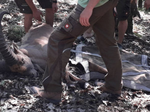FOTO: Poslední kozorožec, který utekl z olomoucké zoo při vichřici, byl chycen
