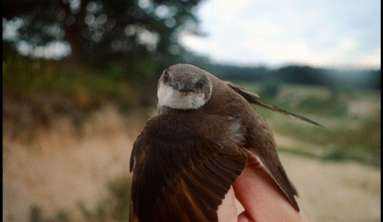 V pískovně Ondratice jsou v ohrožení břehule říční, ornitologové bijí na poplach