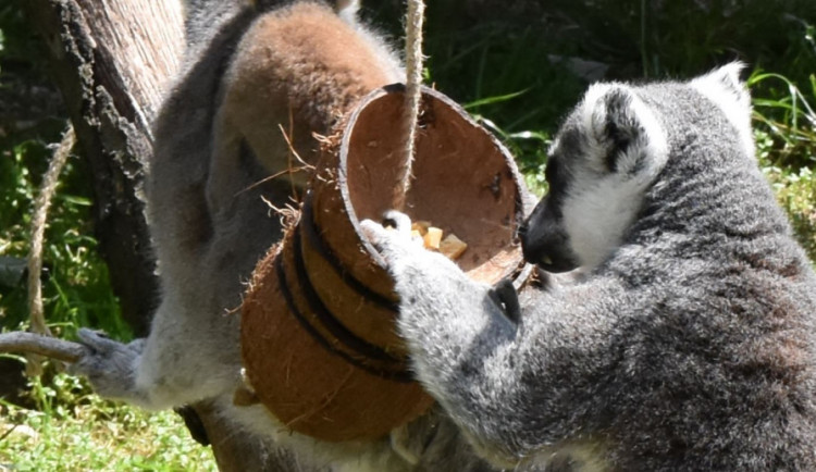 FOTO/VIDEO: Pletence z hadic i bambusové tubusy. Dobrovolníci vyráběli hračky zvířatům do zoo