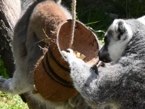 FOTO/VIDEO: Pletence z hadic i bambusové tubusy. Dobrovolníci vyráběli hračky zvířatům do zoo