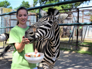 FOTO/VIDEO: V olomoucké zoo mají nového zebřího samce. Kayes přijel z Plzně