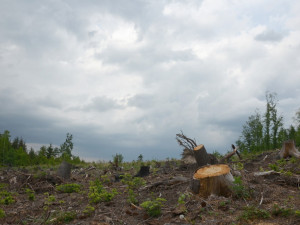 Lesnické zásahy na okraji Rejvízu povolilo CHKO Jeseníky. Důvodem je boj proti kůrovci