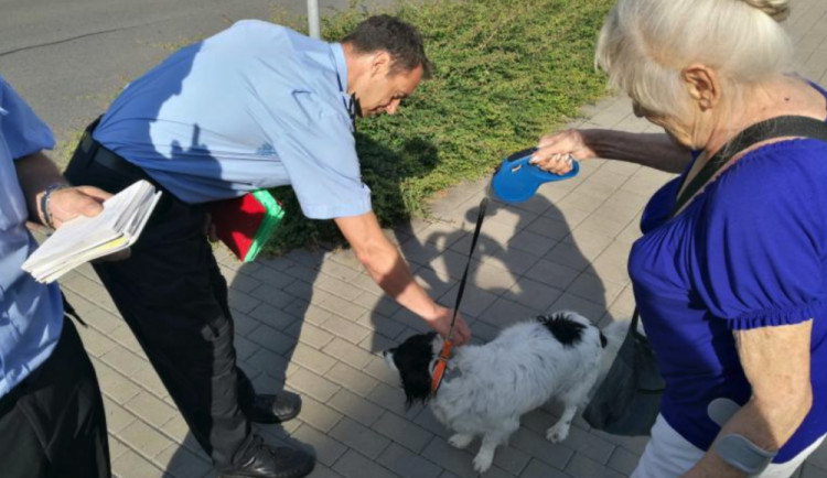 Strážníci se zaměřili na páníčky psů v rámci kampaně "Pes za to nemůže"