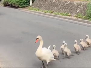 VIDEO: Labutě se potřebovaly dostat k rybníku. Řidiči kvůli nim zastavili