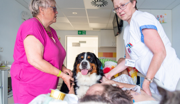 Domácí mazlíčci pomáhají léčit pacienty ve Fakultní nemocnici Olomouc