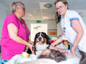 Domácí mazlíčci pomáhají léčit pacienty ve Fakultní nemocnici Olomouc