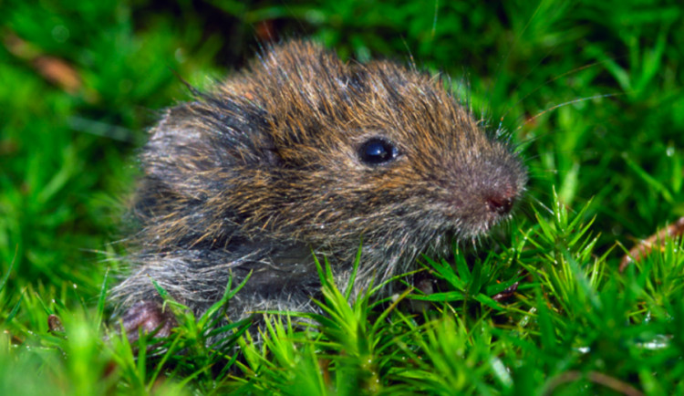 Riziko klíšťových infekcí souvisí s přemnožením hrabošů, zní z olomoucké univerzity