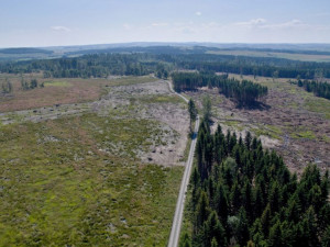 FOTO/VIDEO: Oslabené lesy napadá kůrovec. Dobrovolníci dostanou sazenice a pomohou s výsadbou