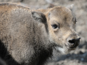 Zoo má dva nové zubříky. V Olomouci se od roku 2013 odchovalo sedm zubrů