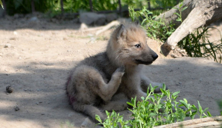 FOTO: Mladí vlci v olomoucké zoo poprvé opustili noru. Podívejte se