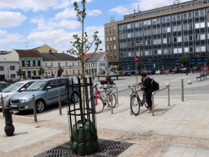 Padesát dřevin bude v Přerově zavlažováno vaky. Pomohou jim přežít během horka a sucha