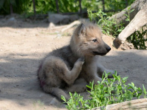 FOTO: Mladí vlci v olomoucké zoo poprvé opustili noru. Podívejte se