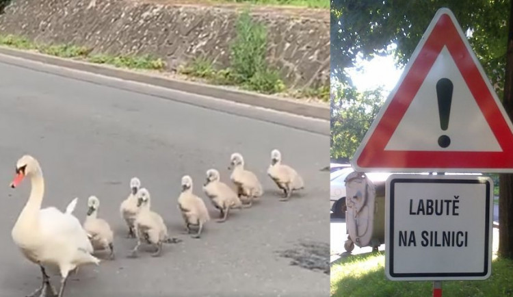 Labutě na silnici. Labutě chodí přes cestu, město to řeší novými značkami