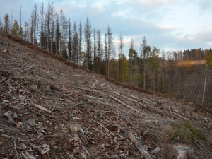 Zákaz kůrovcové těžby na Suchém vrchu požadují ekologové