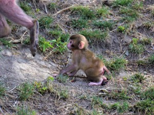 FOTO/VIDEO: V olomoucké zoo se narodila tři mláďata makaka červenolícého
