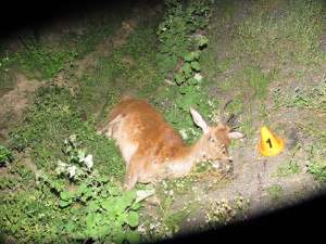 Jelen vběhl náhle před dodávku a na místě uhynul. Škoda byla předběžně vyčíslena na 120 tisíc