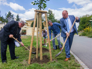 Lípu, která připomíná Rudolfa Jana, zasadil hejtman Okleštěk s primátorem Žbánkem