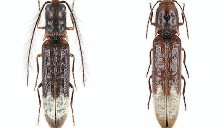 Mezinárodní tým vědců, v kterém byl i olomoucký zoolog, objevil v Číně unikátního světélkujícího kovaříka