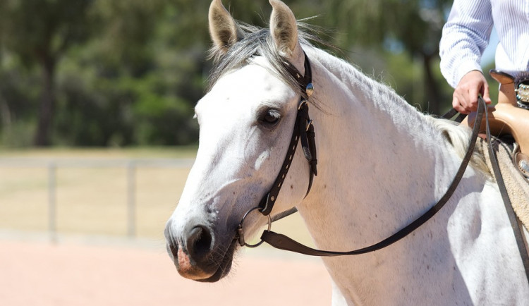 V pátek a sobotu bude jezdecký areál na Lazcích patřit Moravskému šampionátu tříletých klisen