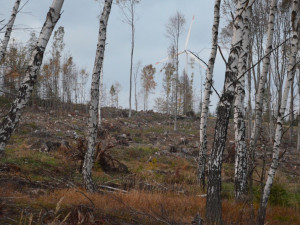 Lesy České republiky chtějí plošně kácet stromy v Jeseníkách kvůli napadení kůrovcem