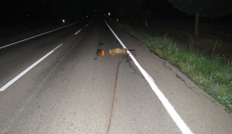 Srna vběhla řidiči před auto, ten už nedokázal střetu zabránit a zvíře srazil