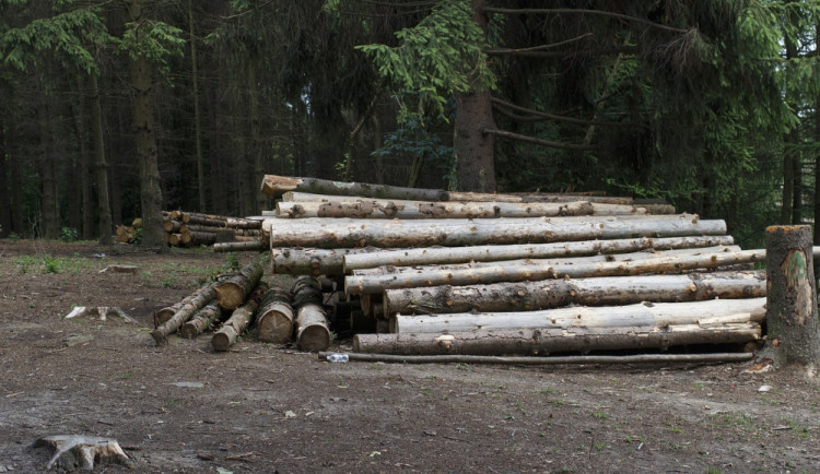 Zloděj rozřezal a ukradl třicetimetrové stromy. Hrozí mu dva roky ve vězení