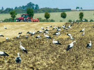 Zemědělské družstvo v Senici na Hané bude plošně aplikovat jed proti hrabošům