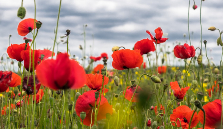 POČASÍ NA SOBOTU: Ráno se budou tvořit mlhy, přes den bude postupně až oblačno