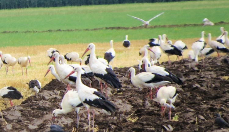 Sypat jed Stutox na pole bez vegetace je nebezpečné, říká olomoucký vědec Emil Tkadlec