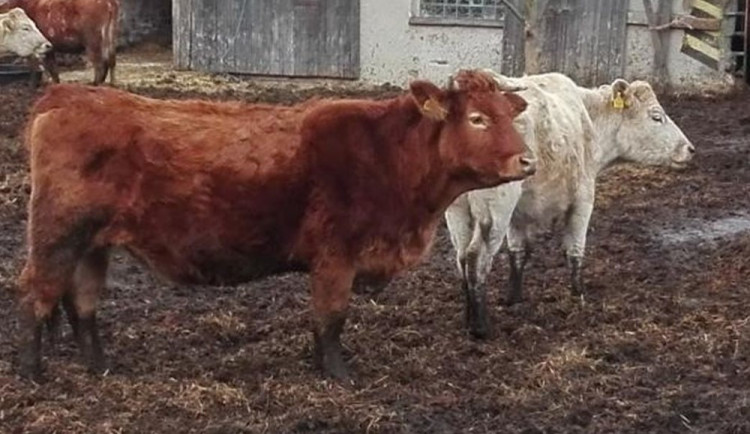 FOTO: Téměř třicet krav uhynulo hladem. Majitelka jim nezajistila dostatek krmiva