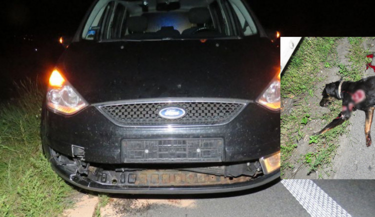 Řidičce na dálnici vběhl před auto pes, zvíře po střetu na místě uhynulo