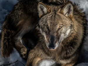 Myslivci chtějí, aby vlk přestal být přísně chráněné zvíře