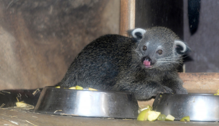 FOTO: V olomoucké zoo se narodila dvě mláďata binturonga