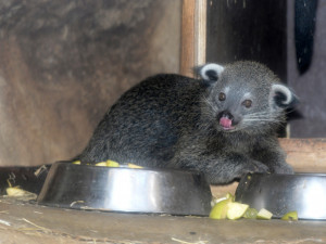 FOTO: V olomoucké zoo se narodila dvě mláďata binturonga